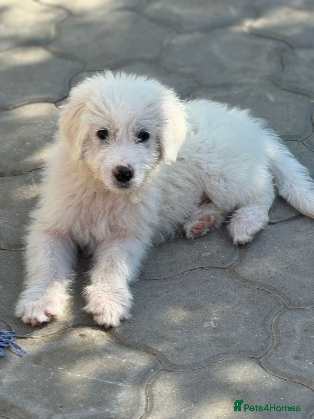 Mixed Breed dogs for adoption: 🖤MEET JOJO🖤 a Superb big Girl for a Loving Home - Advert 11