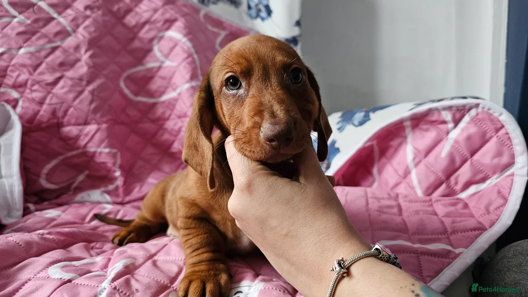 Dachshund dogs for sale: Ready Now ! KC Standard Dachshund puppies!  - Advert 9