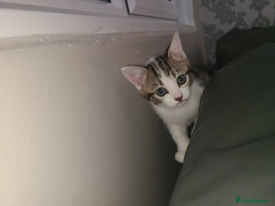 Mixed Breed cats for sale: Lilac & gold kittens  - Advert 4