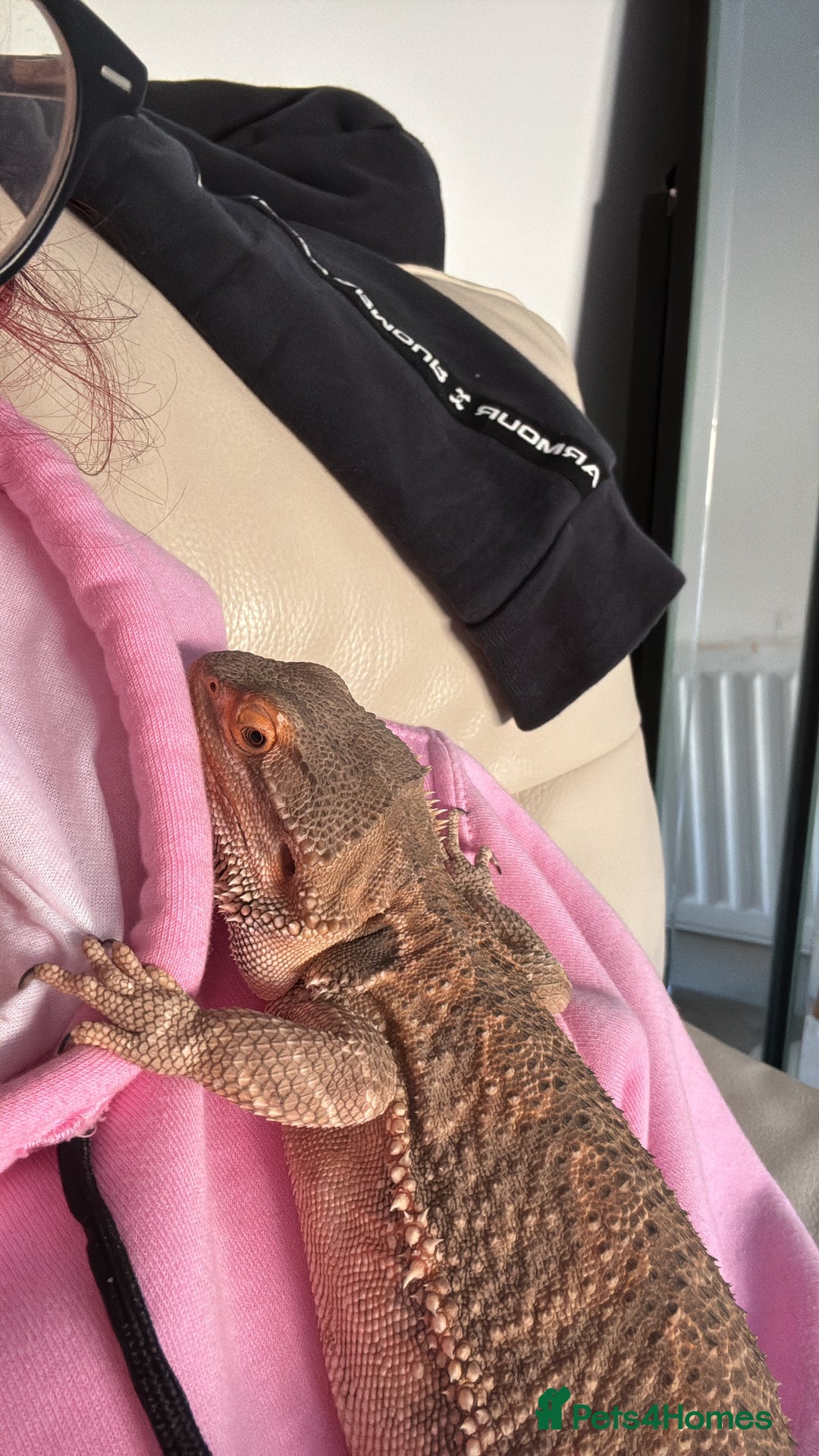 Bearded Dragon reptiles for sale: Male bearded dragon  - Advert 3