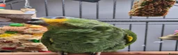 Parrots birds for sale: 8 month old Orange-winged Amazon  - Advert 2