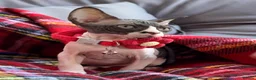 Sphynx cats for sale: Beautiful Sphynx Kittens–1Girl & 1Boy Available - Advert 2