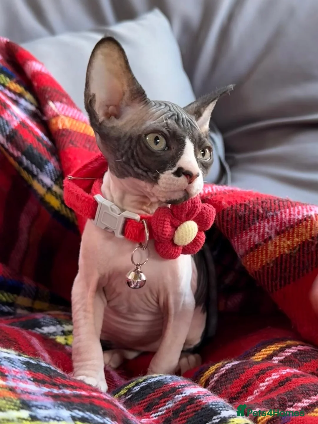 Sphynx cats for sale: Beautiful Sphynx Kittens–1Girl & 1Boy Available - Advert 2