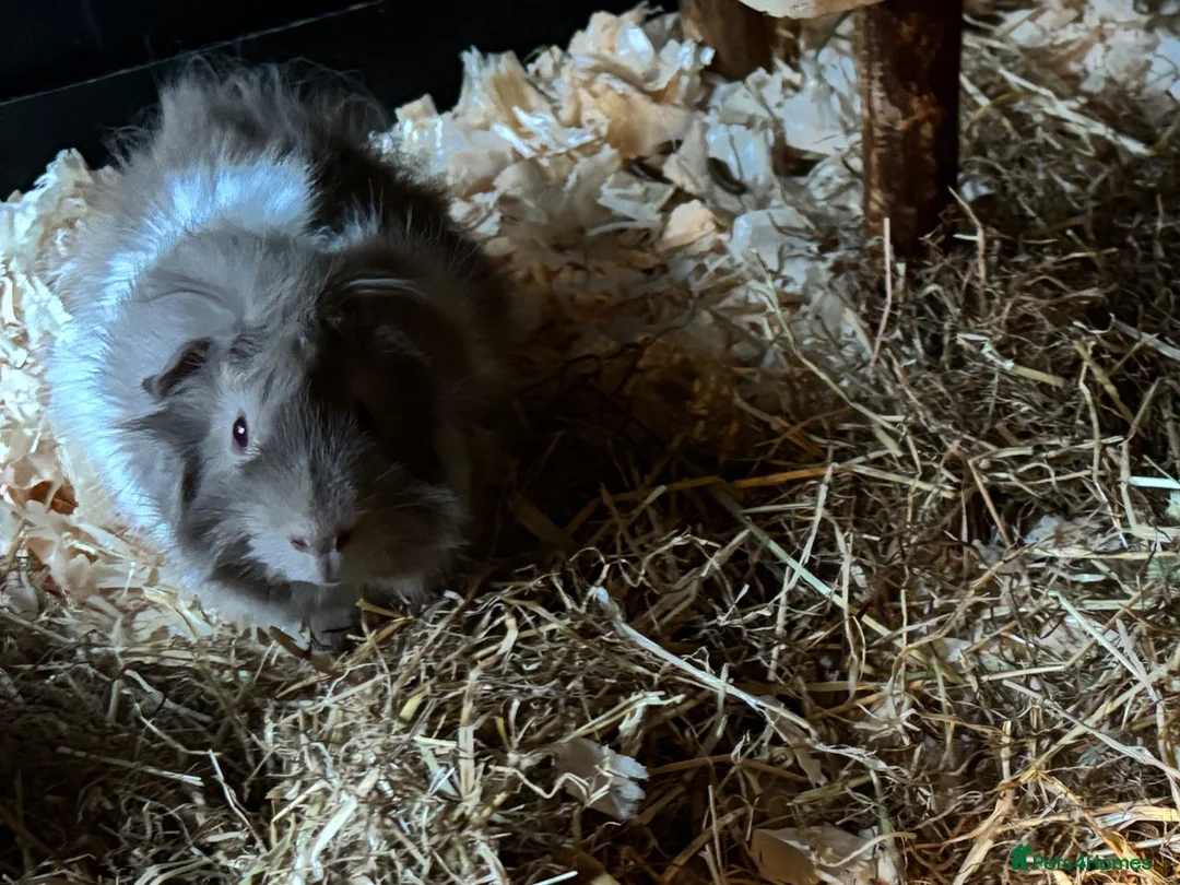 Guinea Pig rodents for sale: Two bonded boars/males in Nottingham - Advert 2