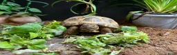 Tortoise reptiles for sale: Horsefield tortoise - 2021 - Advert 1