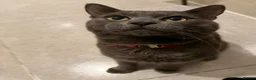 Russian Blue cats for sale: Beautiful Russian Blue Cat Looking for a New Home - Advert 6