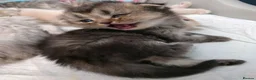 Scottish Fold cats for sale: Beautiful Scottish Fold Kittens  in Peterborough - Advert 4