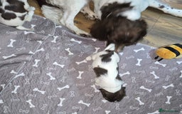 English Springer Spaniel dogs for sale: Stunning Pedigree Registered Pups - Image 38