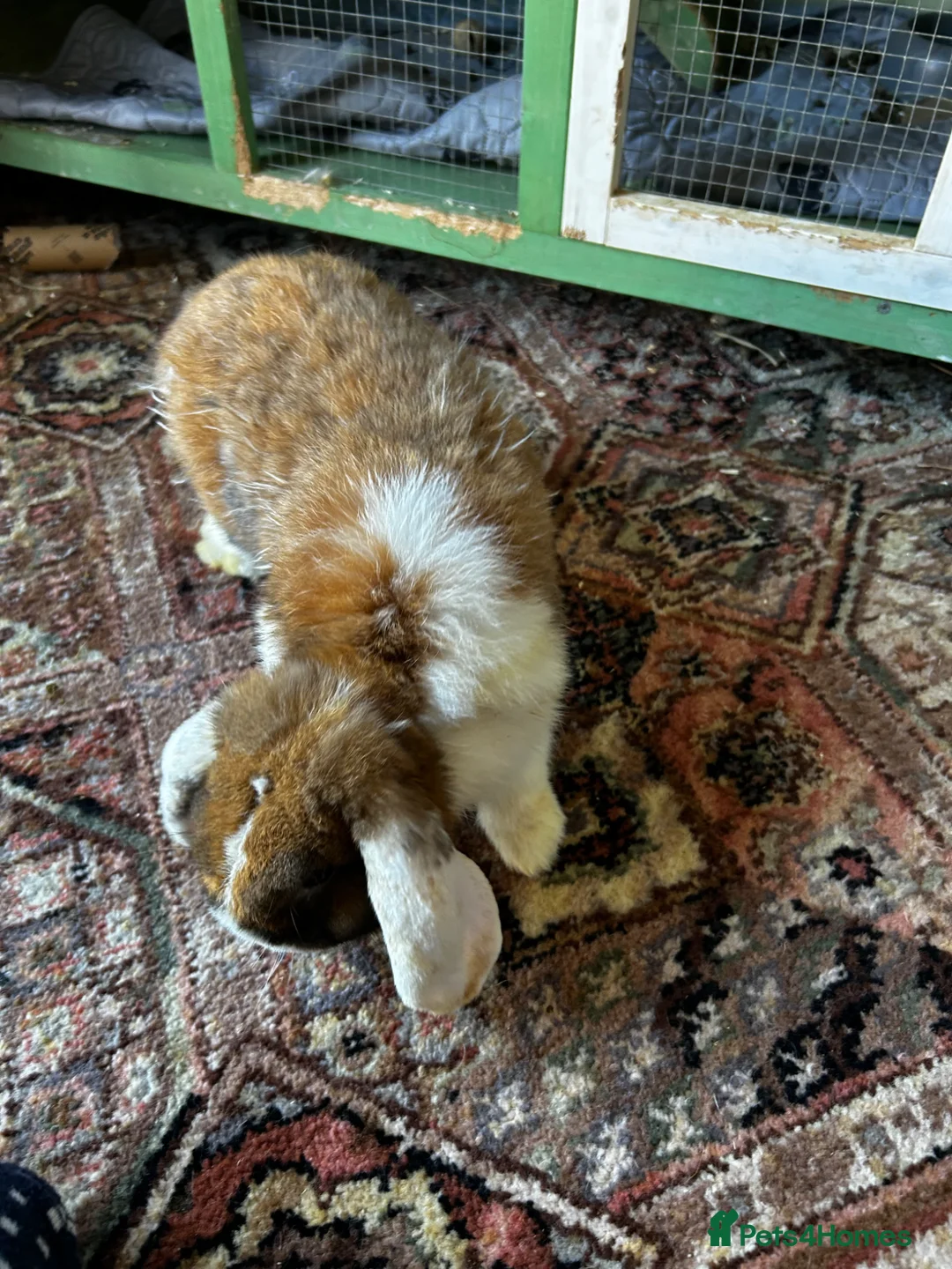 English Lop rabbits for sale: Rabbit male 1 year old  in Nottingham - Advert 4