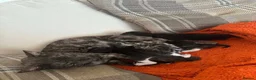 Bengal cats for sale: Bengal mix in Sunderland - Advert 11