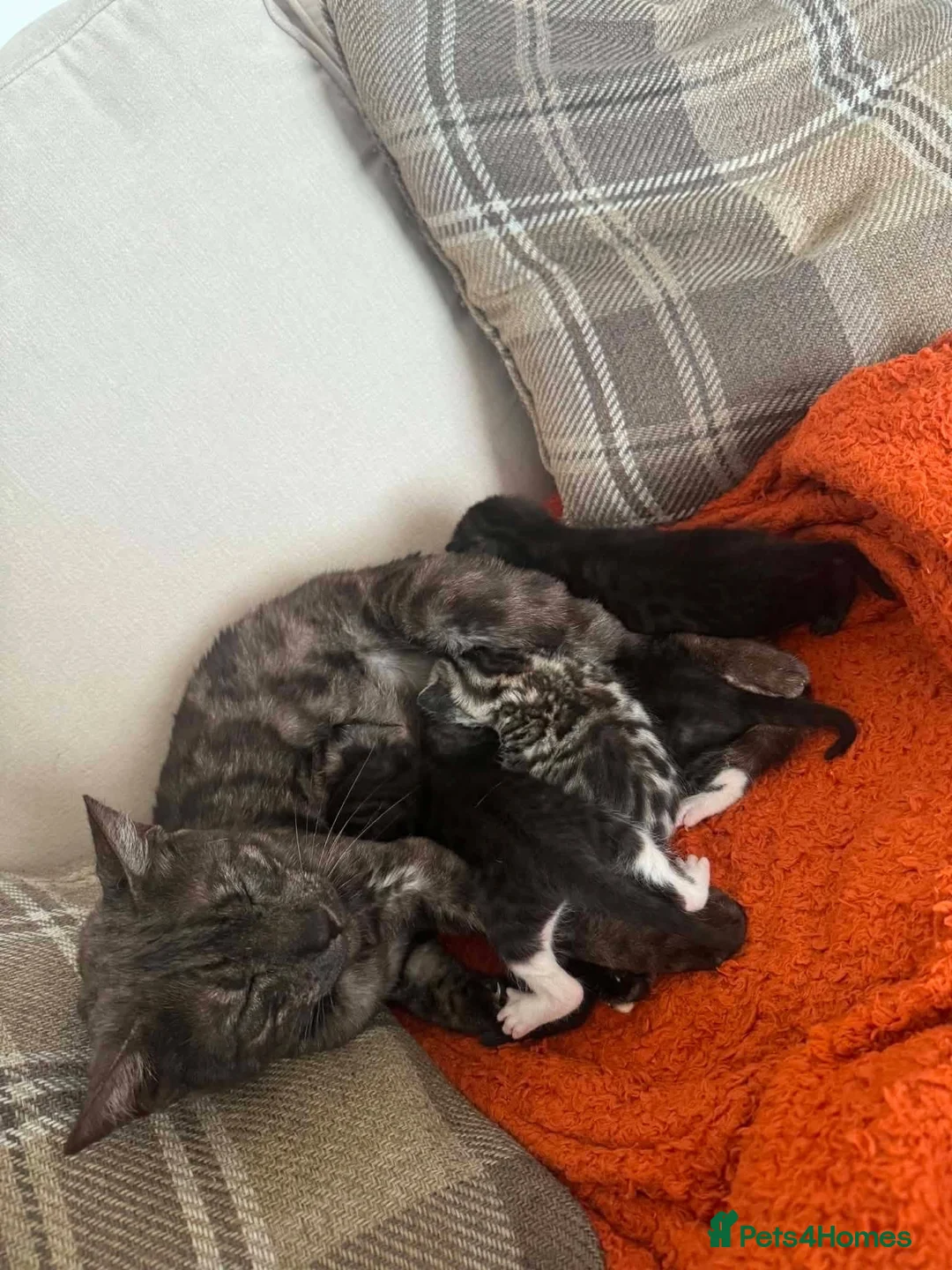 Bengal cats for sale: Bengal mix in Sunderland - Advert 11