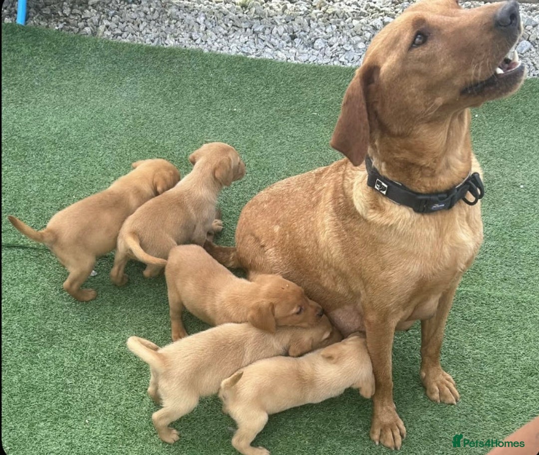 Labrador Retriever dogs for sale: Labrador fox red puppies  - Image 4