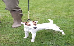 Parson Russell dogs for sale: Parson Russell for sale - Image 7