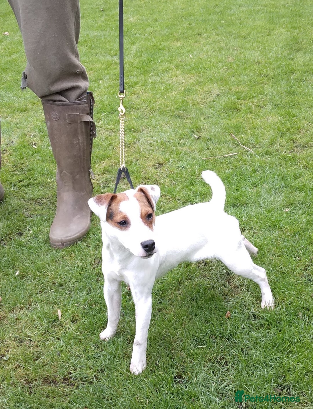 Parson Russell dogs for sale: Parson Russell for sale - Image 7