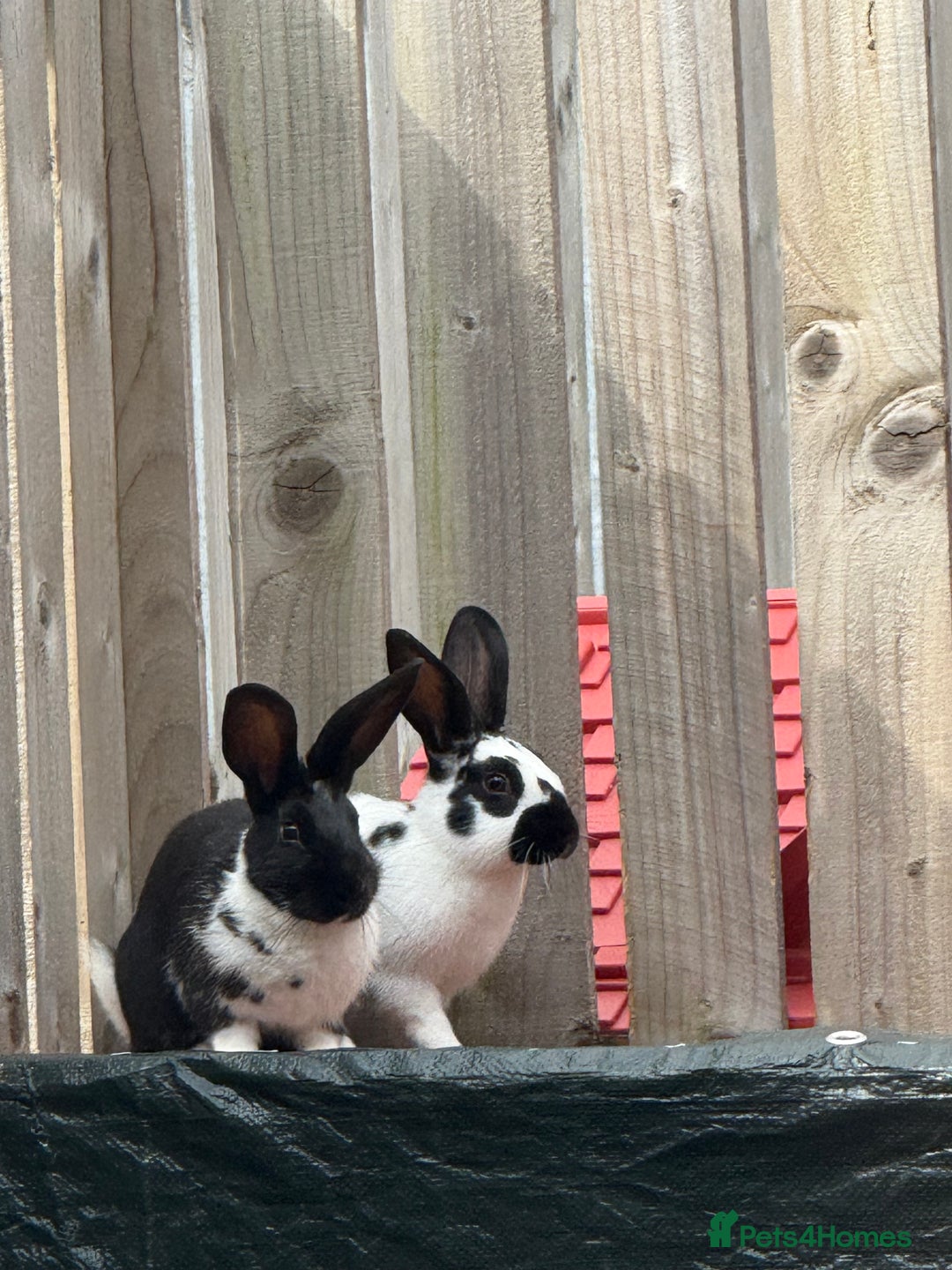 Mixed Breed rabbits for sale: Two male rabbits with hutch  - Advert 3