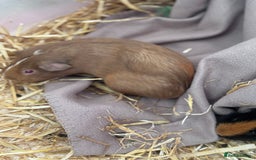 Guinea Pig rodents for sale: 2 female guinea pigs for sale  - Image 3