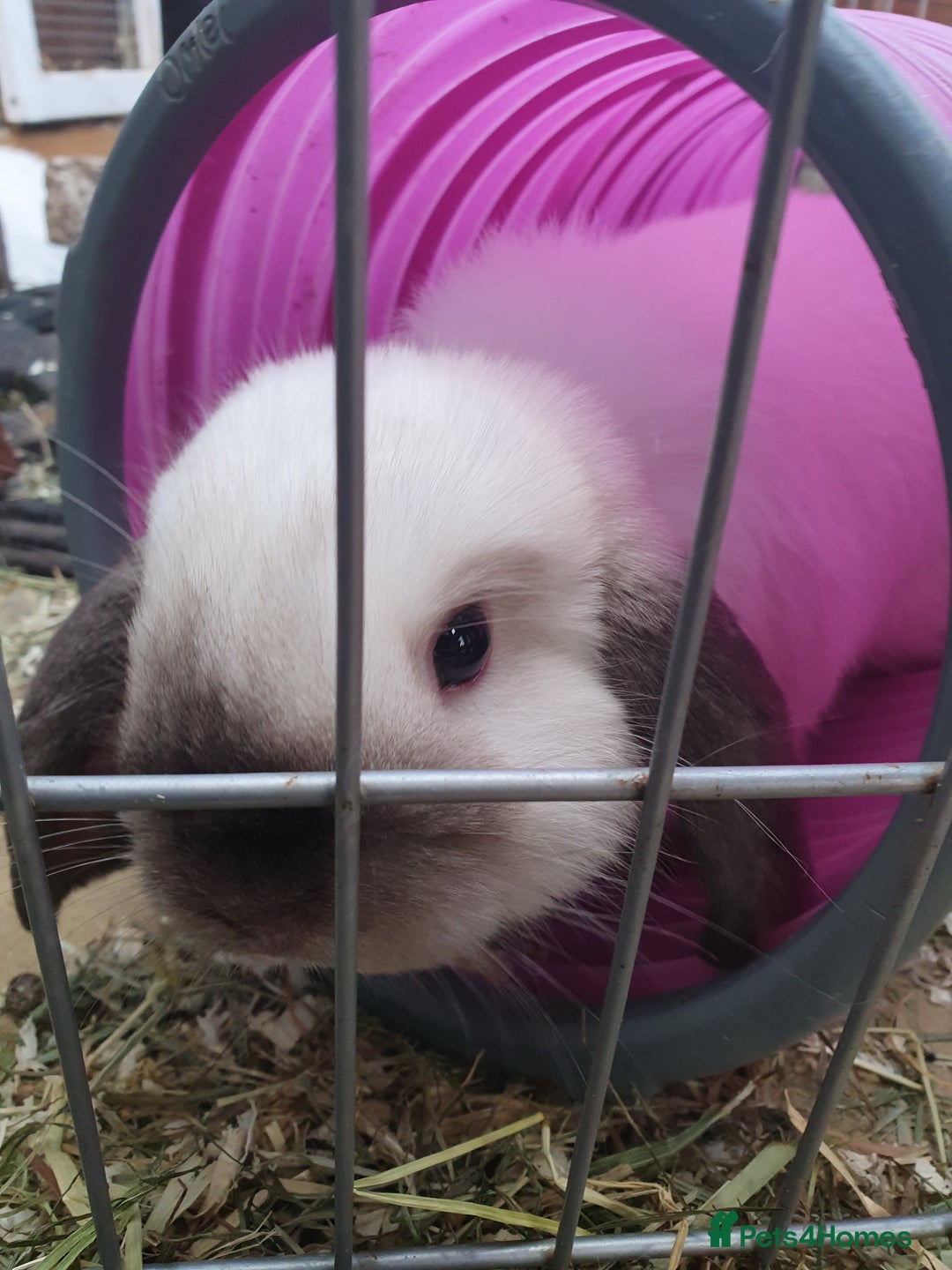 Mini Lop rabbits for sale: Friendly baby mini lops - vacc with Yurvac RHD2 - Image 4