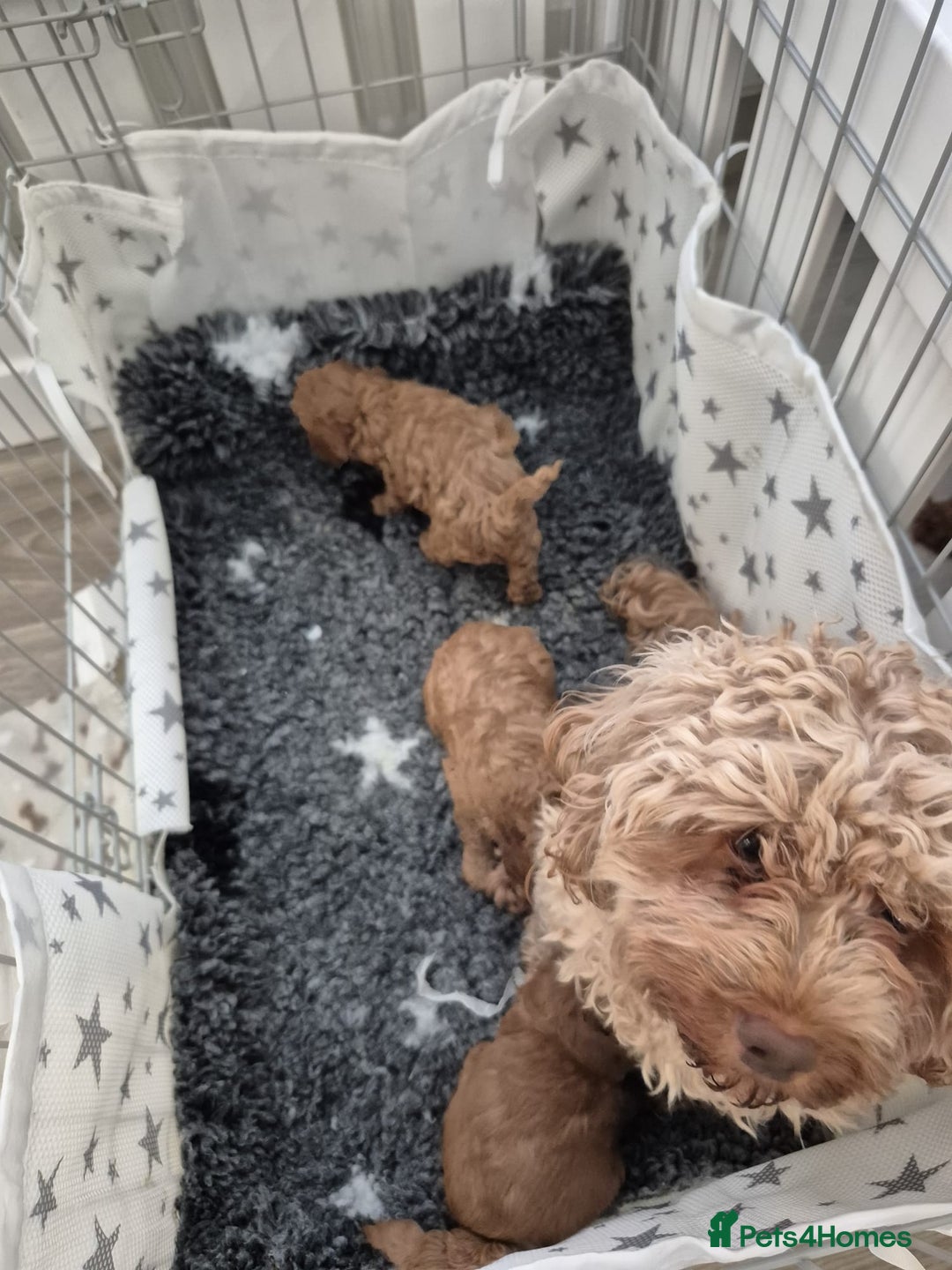 Cavapoo dogs for sale: HEALTH TESTED F1B CAVERPOO PUPPIES  - Image 7