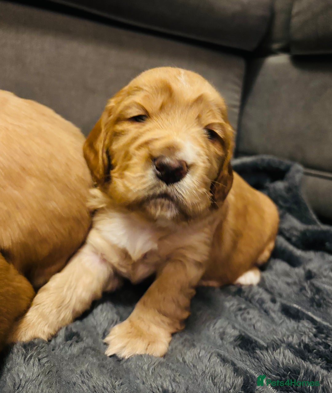 Cocker Spaniel dogs for sale: Cocker spaniel puppies for sale  - Advert 6