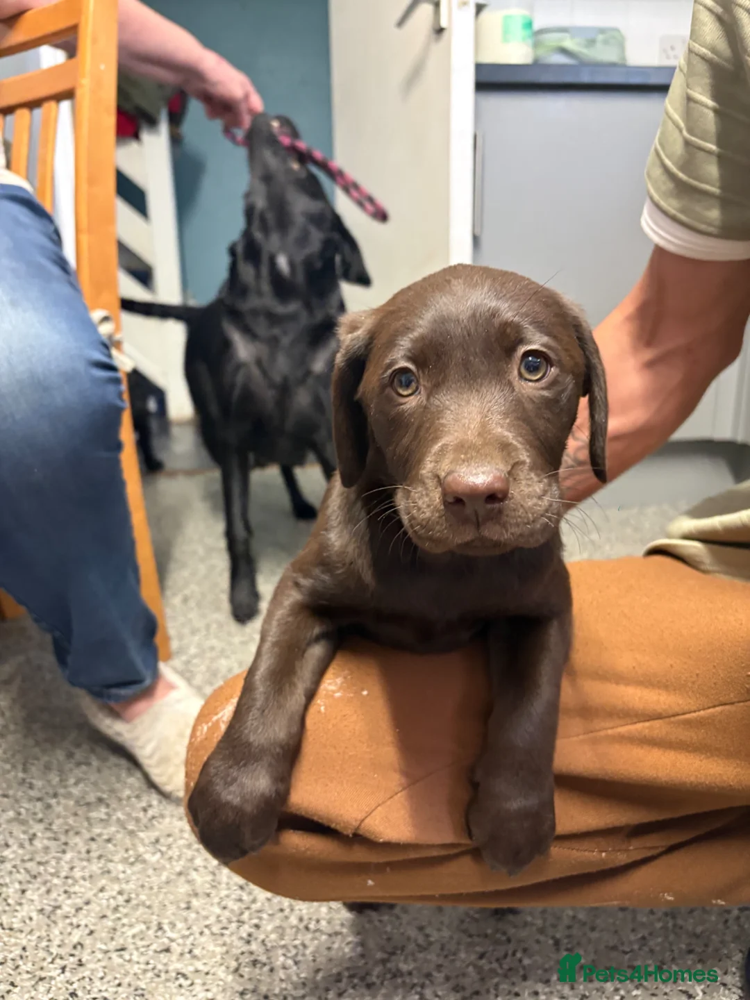 Labrador Retriever dogs for sale: 3 Labrador puppies for sale  - Advert 2
