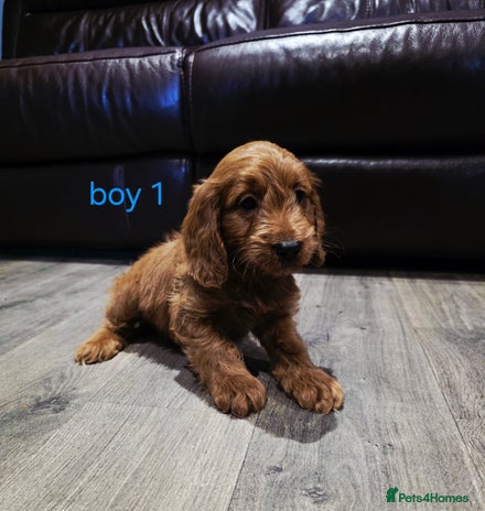 Cockapoo dogs - Advert 11