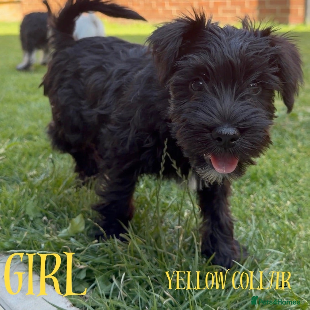 Miniature Schnauzer dogs Beautiful KC Miniature Schnauzers  - Advert 2