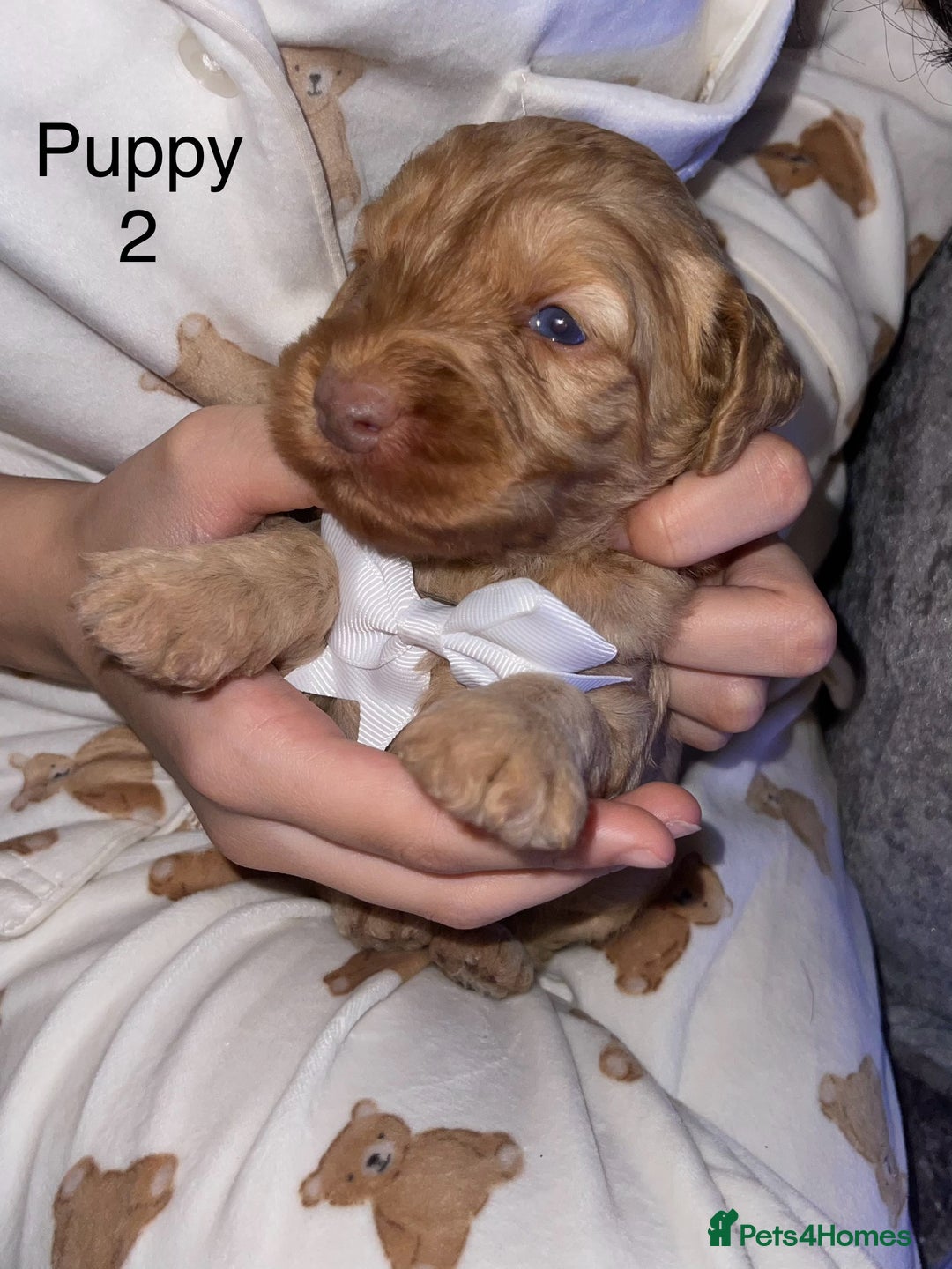 Cockapoo dogs for sale: Adorable 🐶 Cockapoo Pups 🐶 x6 Ready for new home - Advert 5