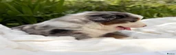 Mixed Breed dogs for sale: ⭐️SUPER RARE BERNESE x AUSTRALIAN SHEPHERD PUPS⭐️ in New Quay - Advert 6