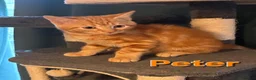 Mixed Breed cats for sale: Beautiful Kittens x4 Mixed colours Aged 11 weeks - Advert 21