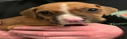 Mixed Breed dogs for sale: Large mix dog breed  in Edinburgh - Advert 8