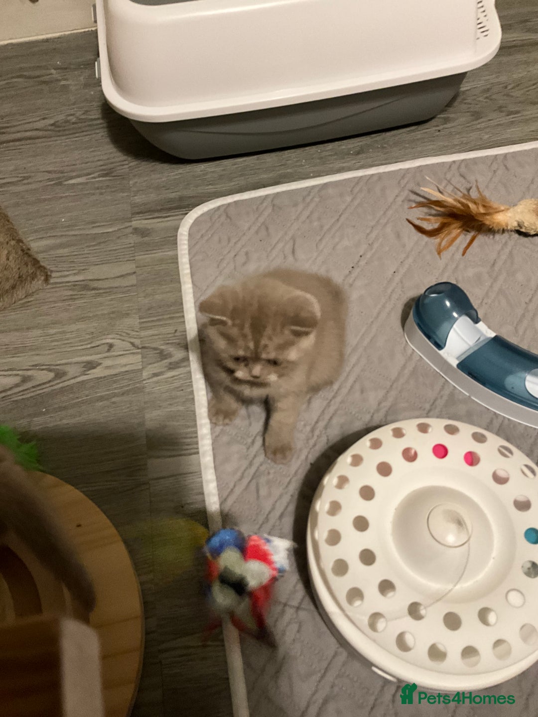 British Shorthair cats for sale: Purebred amazing BSH kittens - Advert 6