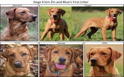 Labrador Retriever dogs for sale: Red Fox Labs : Health Checked-KC Reg-FTCH Pedigree - Image 11