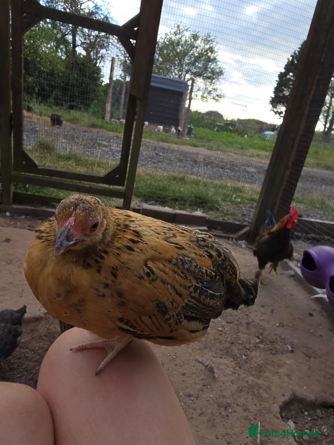 Chickens poultry for sale: 9 Small Bantam Hen's For Sale - Advert 1