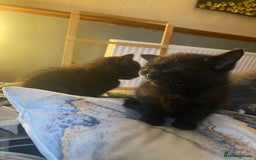 Mixed Breed cats for sale: All black kittens - Image 2