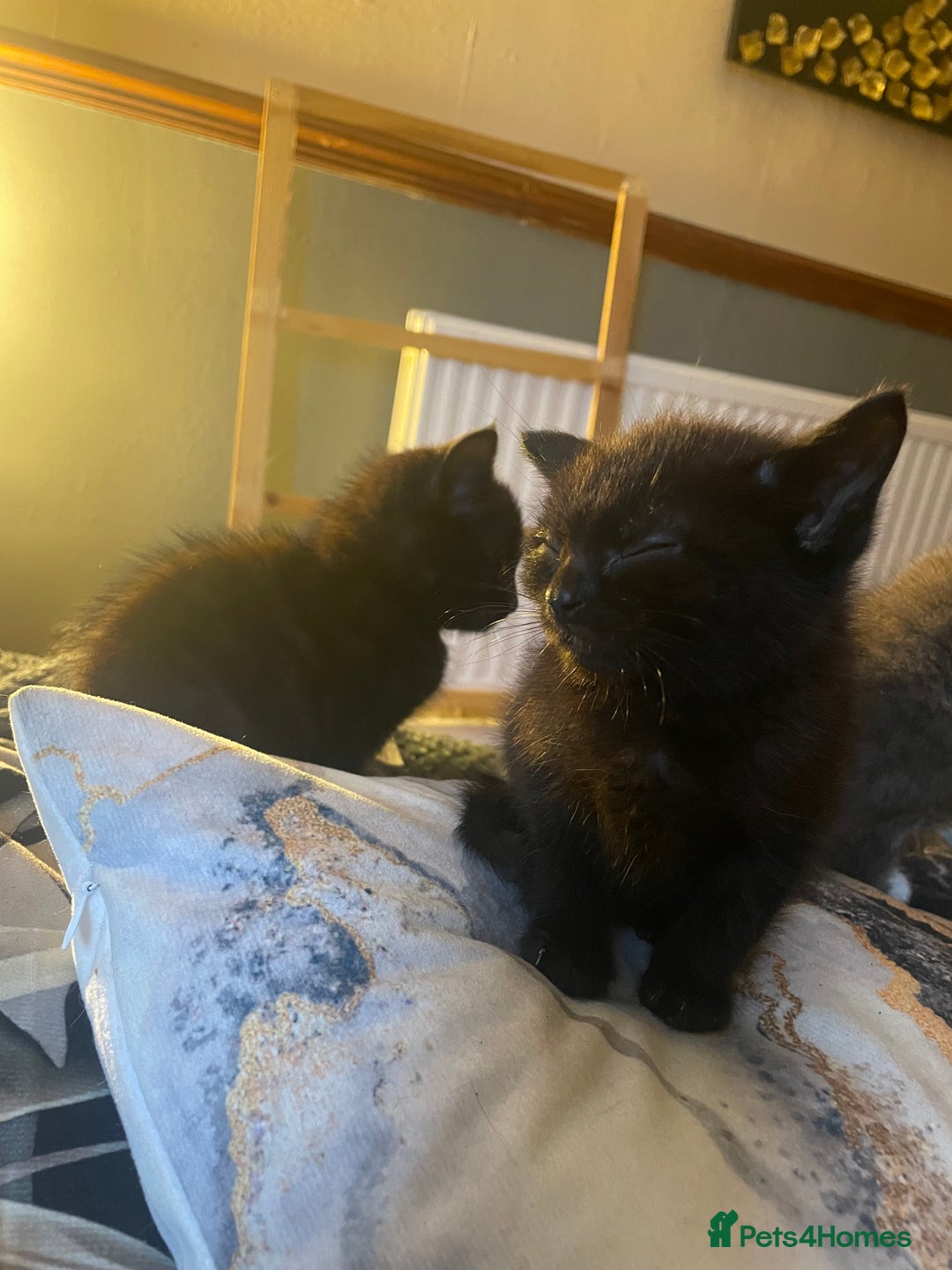 Mixed Breed cats for sale: All black kittens - Image 2