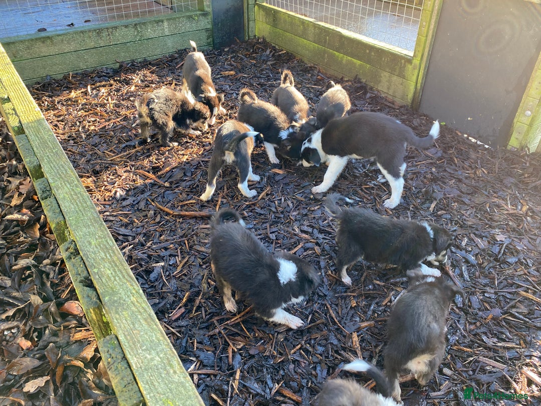 Border Collie dogs for sale: Border Collie Puppies For Sale - Advert 6