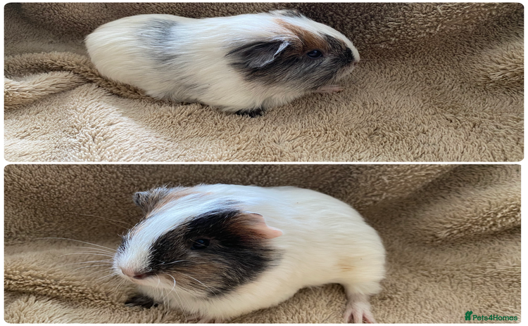 Guinea Pig rodents Male guinea pigs  - Advert 1