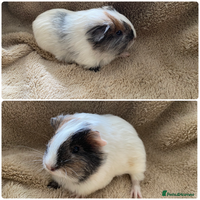 Guinea Pig rodents Male guinea pigs - Advert 15