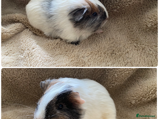 Guinea Pig rodents 3 boy guinea pig boys - Advert 22