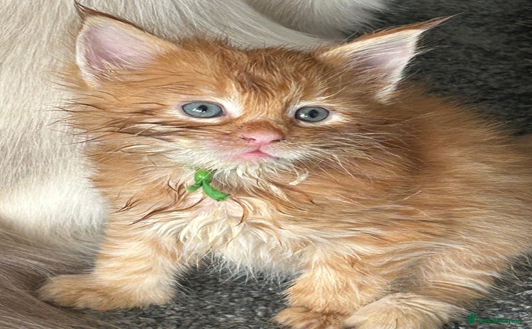 Maine Coon cats - Advert 2