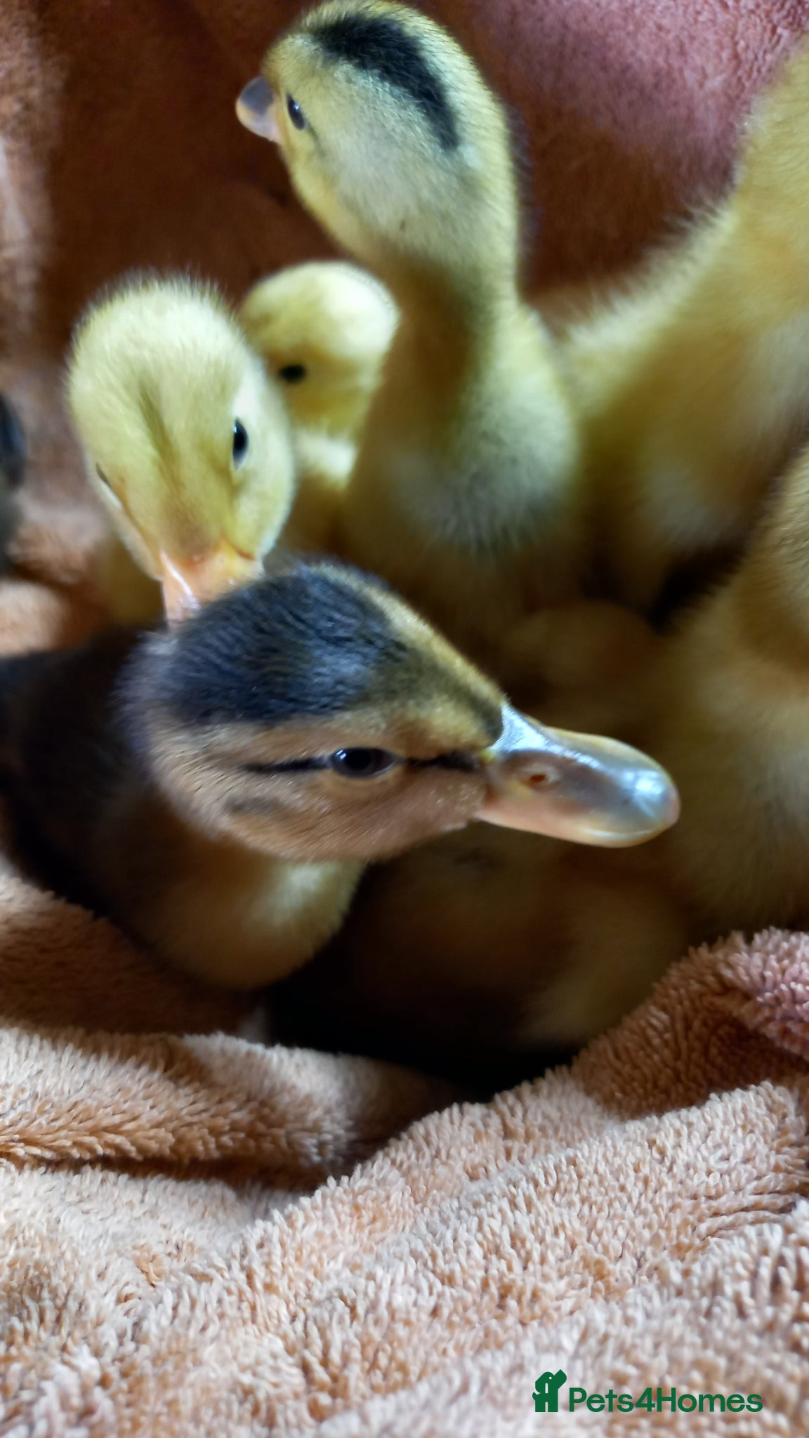 Ducks poultry Mixed Ducklings for Sale - Advert 1
