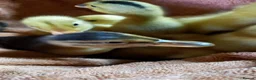 Ducks poultry for sale: Mixed Ducklings for Sale - Advert 1