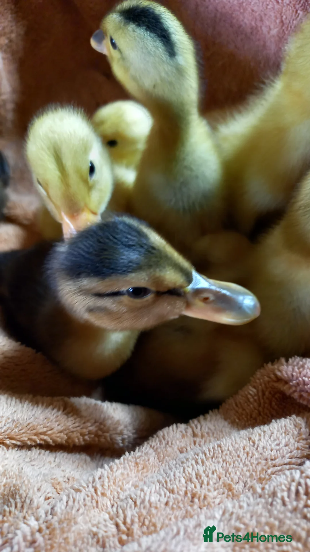Ducks poultry for sale: Mixed Ducklings for Sale - Advert 1