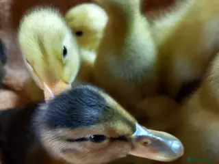 Ducks poultry for sale: Mixed Ducklings for Sale - Advert 1