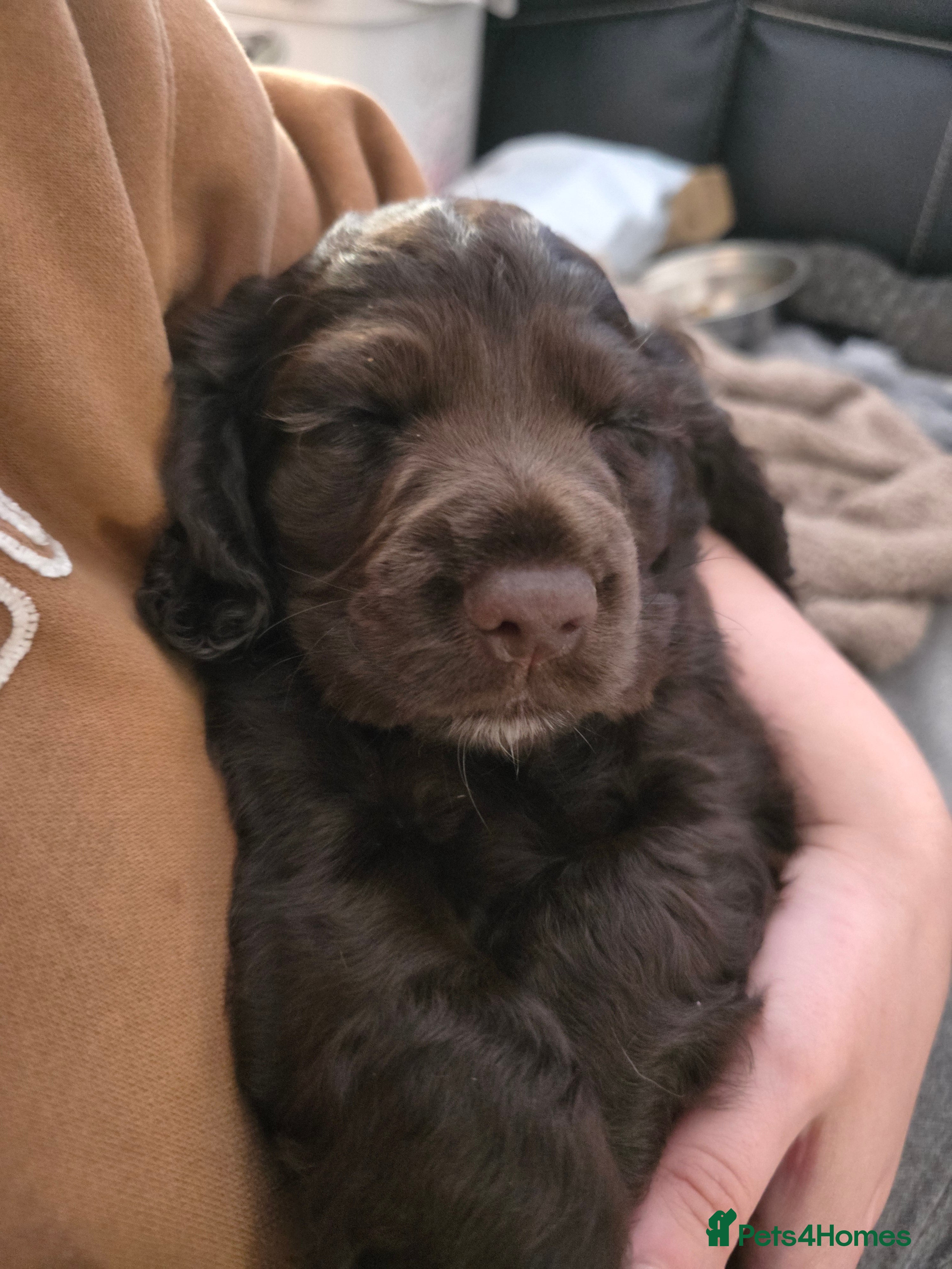 Cocker Spaniel dogs for sale: KC Reg Working Cocker Spaniel Pups ** 1 Boy Left** - Advert 9