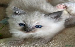 Ragdoll cats for sale: 🐾 GCCF Pedigree ragdolls🐾 - Image 2