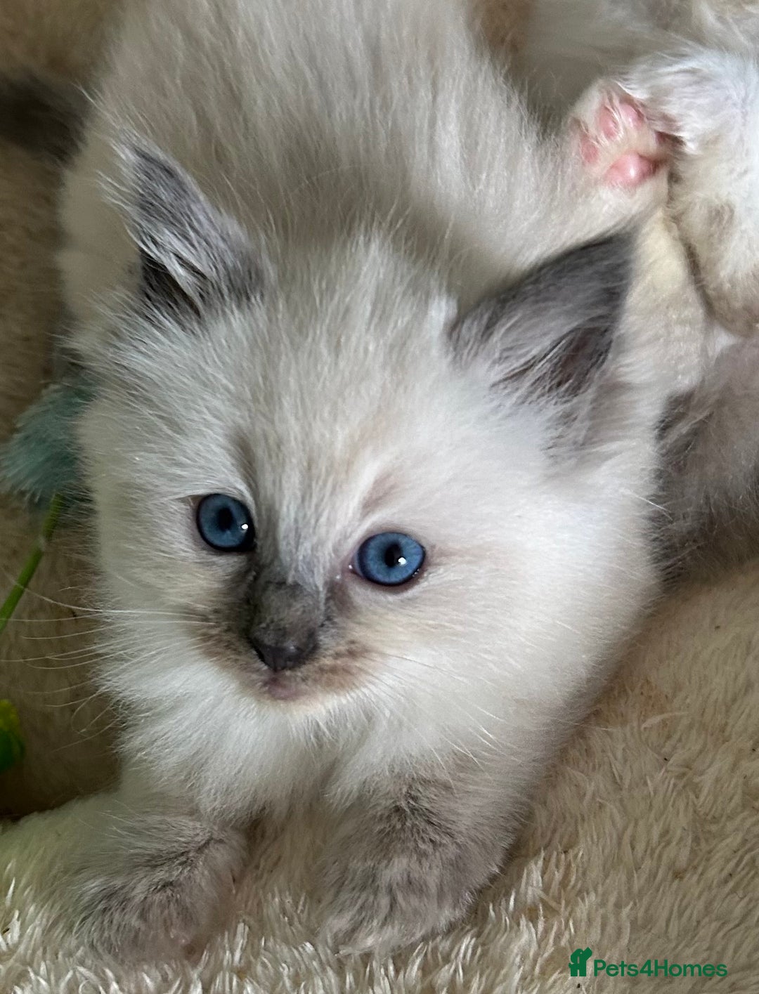 Ragdoll cats for sale: 🐾 GCCF Pedigree ragdolls🐾 - Image 2