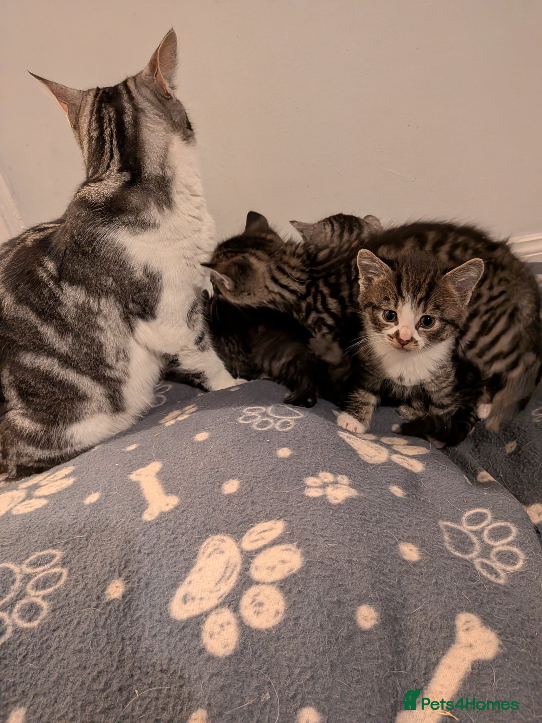 Mixed Breed cats for sale: Beautiful silver tabby cross kittens - Advert 7