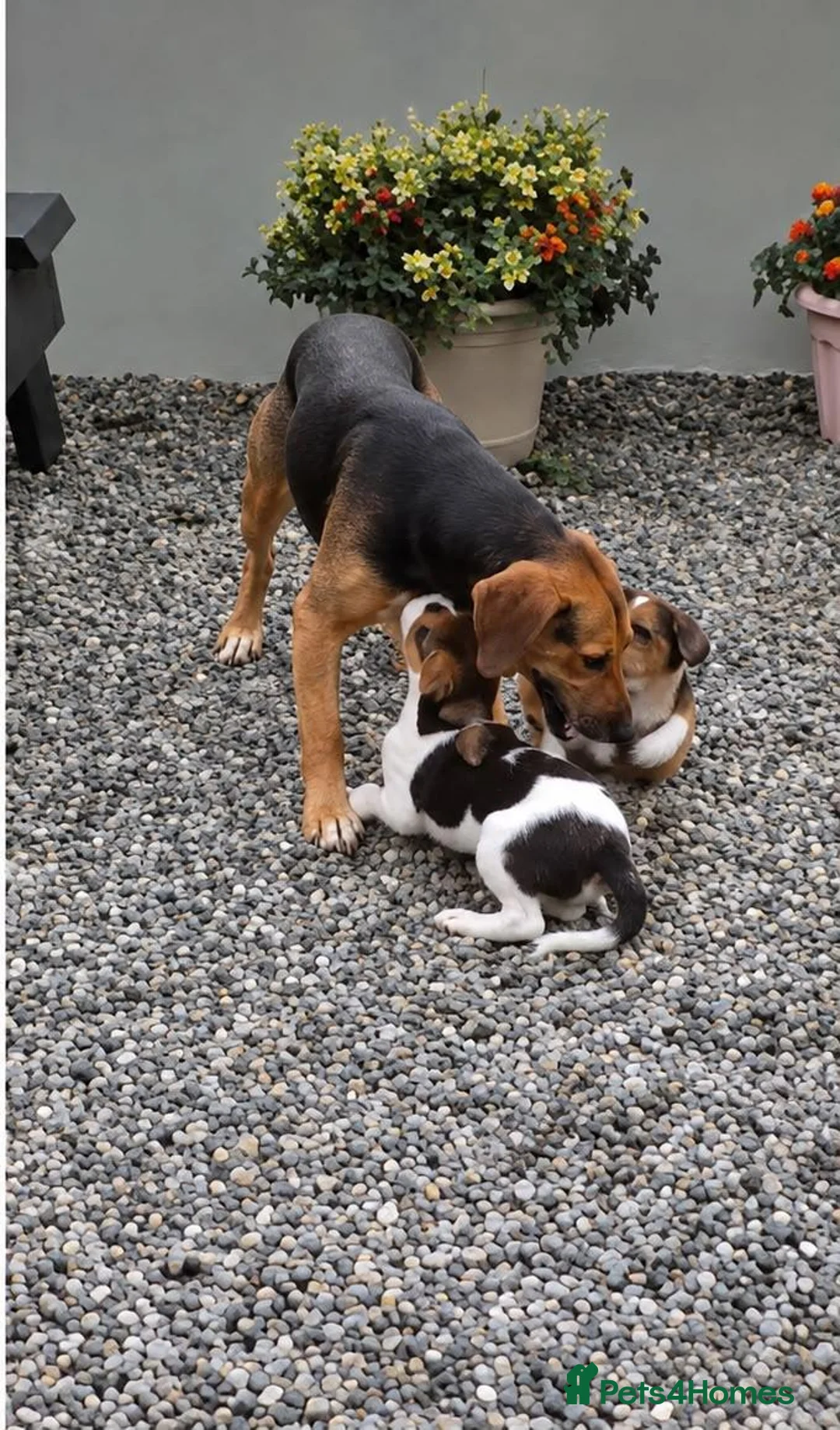 Mixed Breed dogs for sale: Litter of 8 beagle puppies  in Kilmarnock - Advert 2