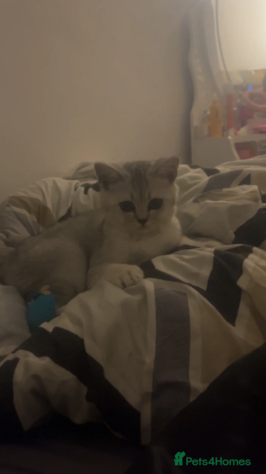 British Shorthair cats for sale: beautiful silver british shorthair boy - Advert 1